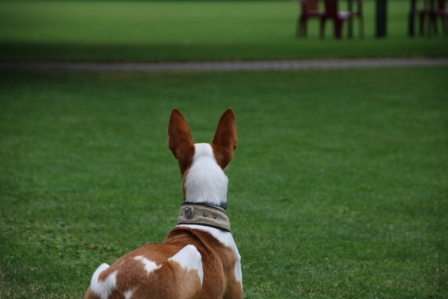 Hundewiese Eickhorst